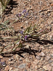 Astragalus nothoxys