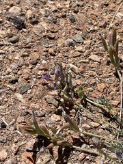 Astragalus nothoxys