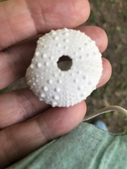 Echinometra lucunter