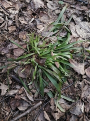 Luzula pilosa