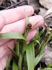 Luzula pilosa