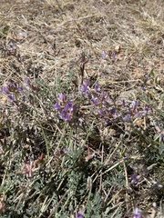 Astragalus nothoxys