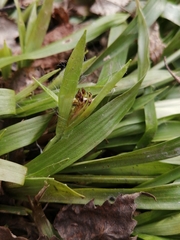 Luzula pilosa