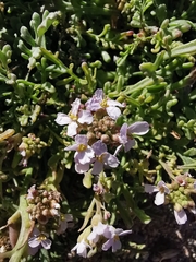 Cakile maritima