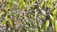 Cinnamomum subavenium