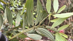 Cinnamomum subavenium