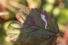 Coptotriche marginea