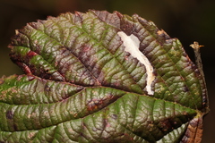 Coptotriche marginea