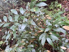 Cinnamomum subavenium
