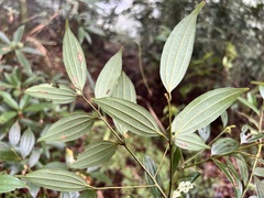 Cinnamomum subavenium