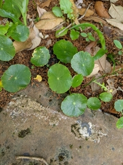 Hydrocotyle