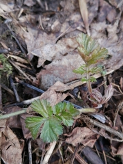 Geum