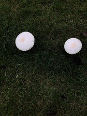 Chlorophyllum molybdites