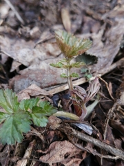 Geum