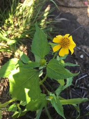 Asteraceae