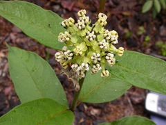 Asclepias similis