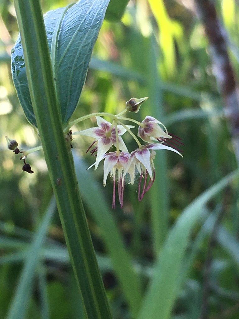 Ayenia pedersenii