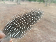 Numida meleagris galeatus