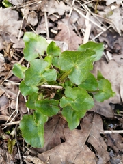 Ficaria verna