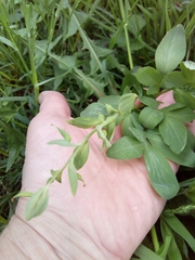 Corydalis cava marschalliana