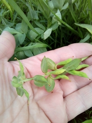 Corydalis cava marschalliana