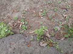 Veronica argute-serrata