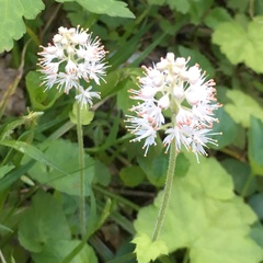 Tiarella austrina
