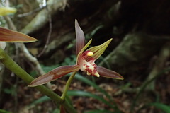 Cymbidium sinense
