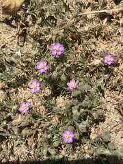 Spergularia macrotheca