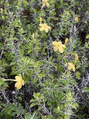 Barleria holubii