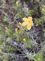 Barleria holubii