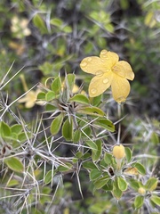 Barleria holubii