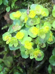 Chrysosplenium oppositifolium