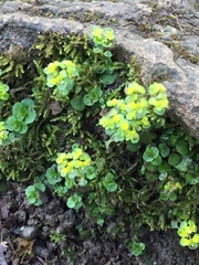 Chrysosplenium oppositifolium