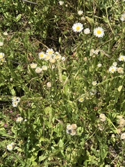 Erigeron coulteri