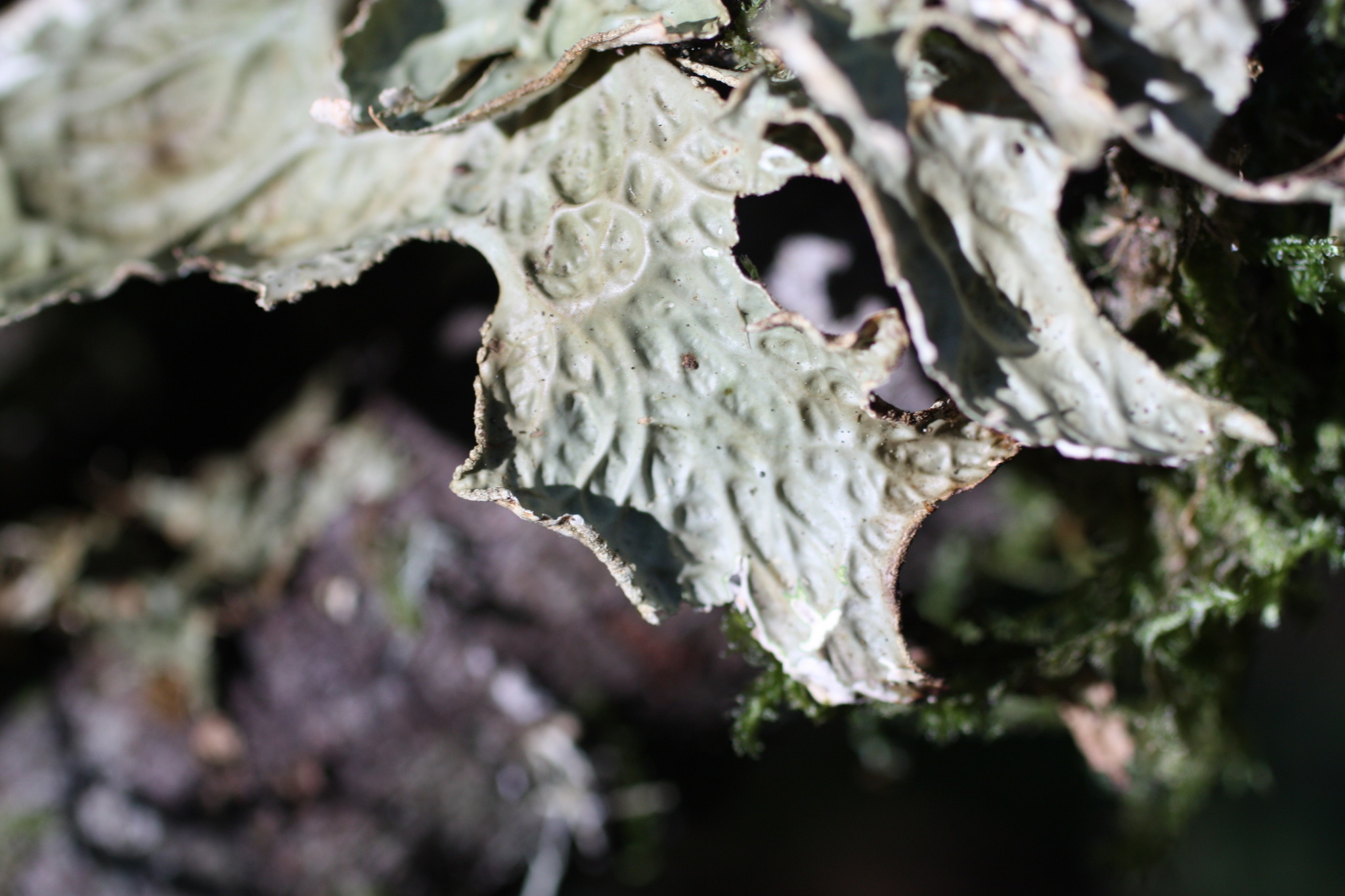 Lobaria pulmonaria image