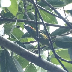 Psilopogon duvaucelii