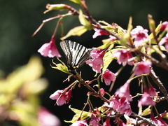 Graphium eurous