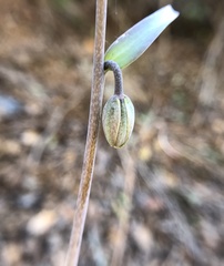 Fritillaria viridea