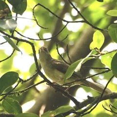 Iole viridescens