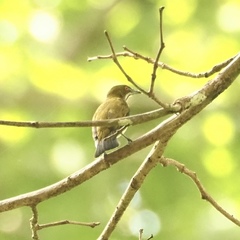 Dicaeum chrysorrheum