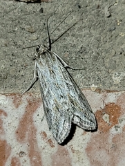 Evergestis vinctalis