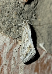 Evergestis vinctalis