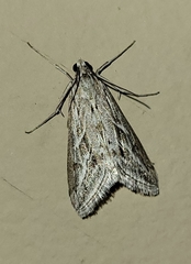 Evergestis vinctalis