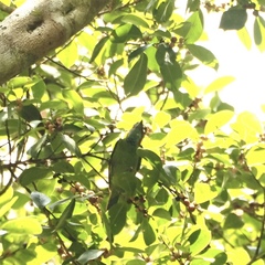 Psilopogon duvaucelii