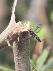 Synanthedon culiciformis