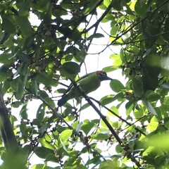 Psilopogon duvaucelii