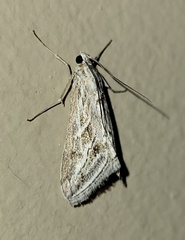 Evergestis vinctalis