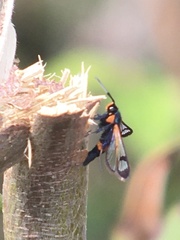 Synanthedon culiciformis