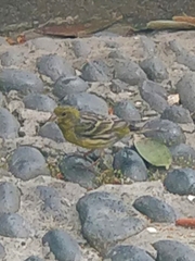 Serinus canaria canaria